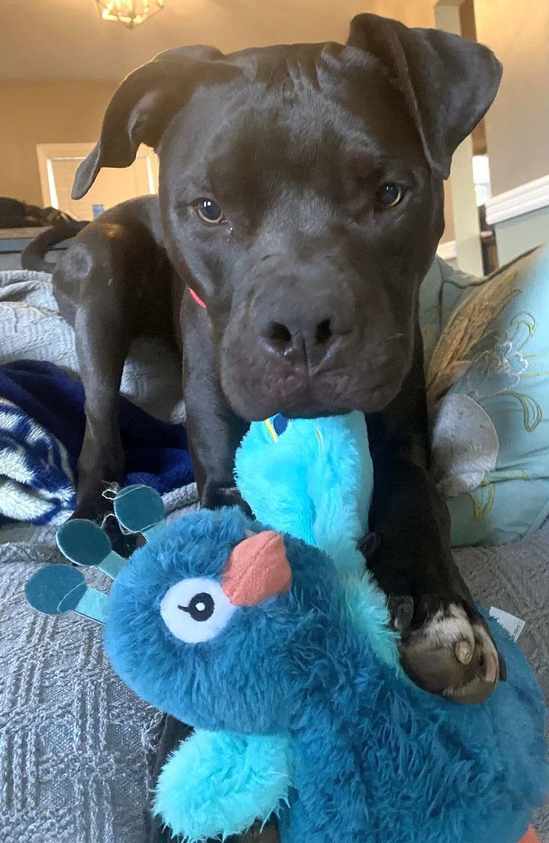 Turtle Nj thumbnail 2