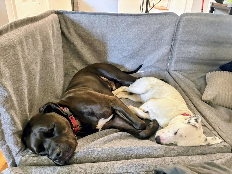 Turtle Nj thumbnail 3