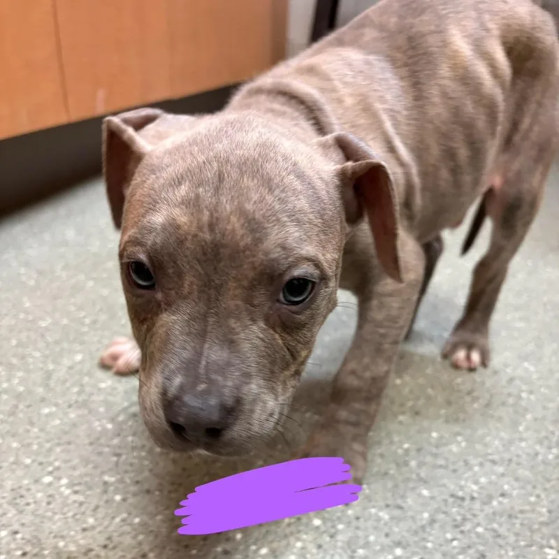 A baby small-sized male Gray / Blue / Silver Pit Bull Terrier dog named Tan for adoption in Wilmington, DE