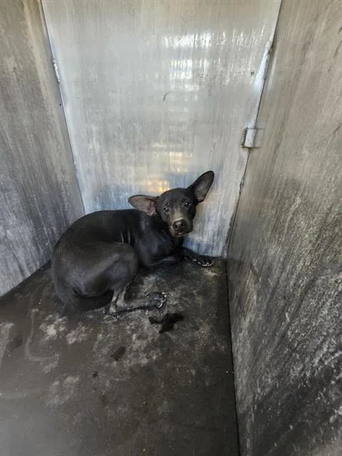 A young medium-sized male Terrier dog named Ace for adoption in San Antonio, TX