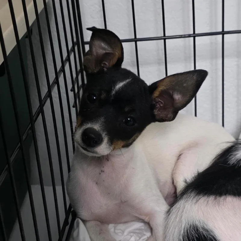 A baby small-sized female White / Cream Chihuahua dog named Minnie for adoption in Goltry, OK