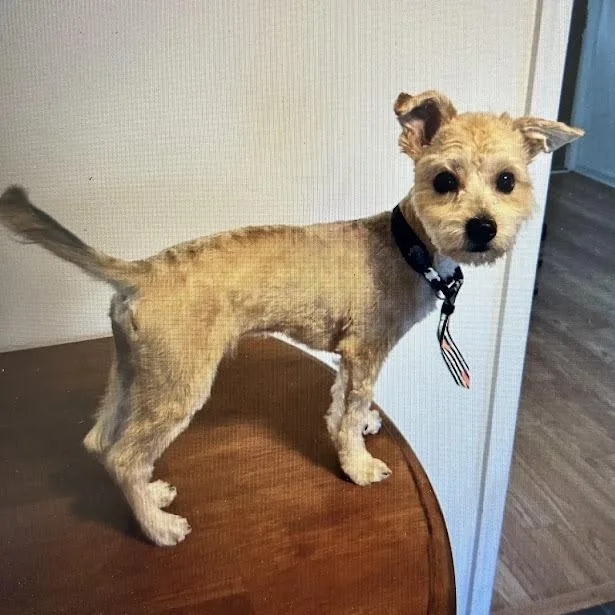 A young small-sized male Yorkshire Terrier dog named Marley for adoption in Verona, VA