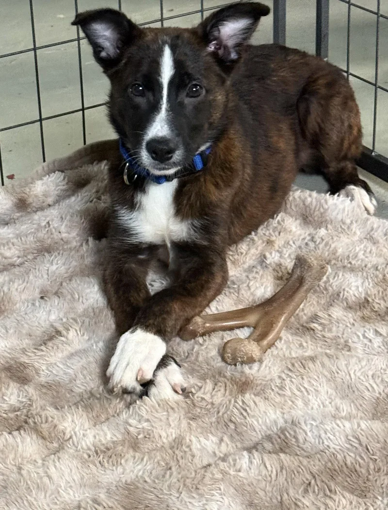 A baby small-sized female Collie dog named Pineapple Puppy for adoption in Cuyahoga Falls, OH