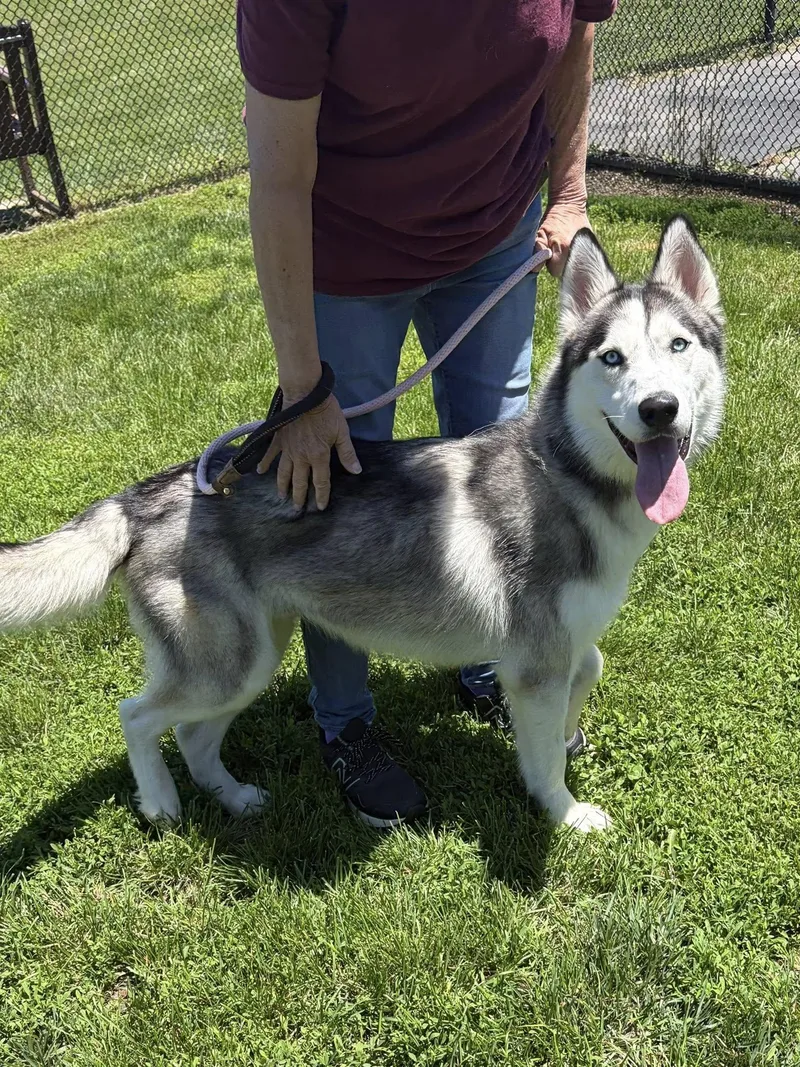 Wolfie