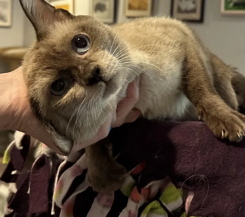 Felix thumbnail 3