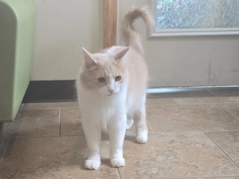 A young medium-sized female Domestic Medium Hair cat named Biscuit for adoption in Ashland, WI