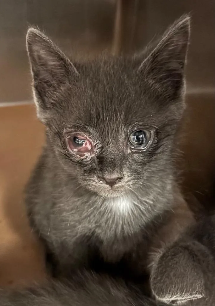 A baby large-sized male Domestic Short Hair cat named Boomer for adoption in Cartersville , GA