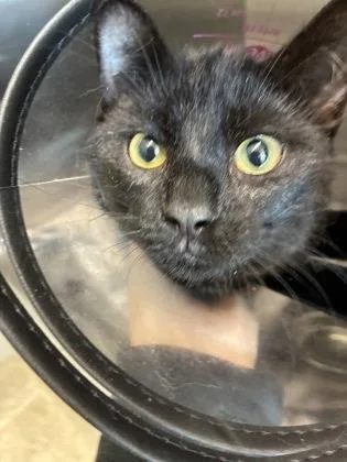 An adult medium-sized female Domestic Short Hair cat named Stipple for adoption in Lafayette, IN