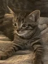 A baby small-sized male Domestic Short Hair cat named Rooster for adoption in Lawrenceville, GA