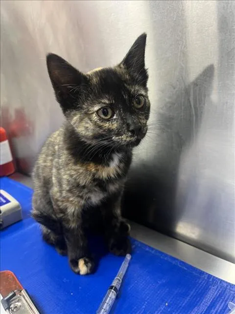 A baby small-sized female Domestic Short Hair cat named Leap Frog for adoption in Hagerstown, MD