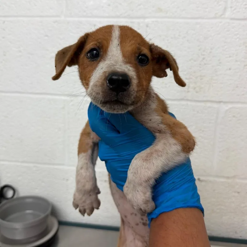 A baby small-sized female Pit Bull Terrier dog named Felicia for adoption in Edinburg, TX