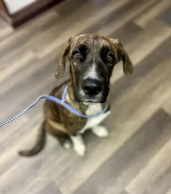 A young large-sized male Labrador Retriever dog named Snickers for adoption in Victorville, CA