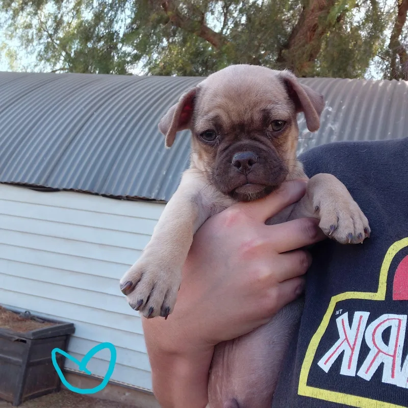 A baby medium-sized male Yellow / Tan / Blond / Fawn Pug dog named Thug for adoption in Agua Dulce, CA