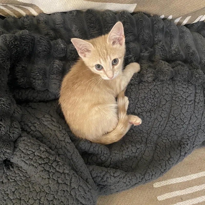 A baby medium-sized male Orange & White Domestic Short Hair cat named Jolly for adoption in Brooklyn, NY
