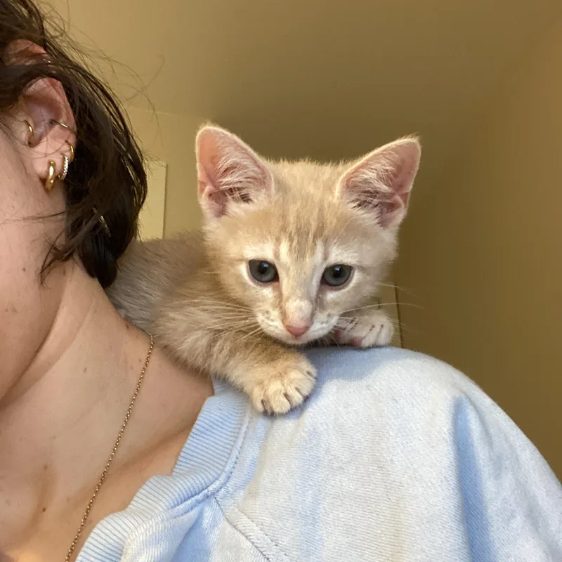 Jolly thumbnail 3