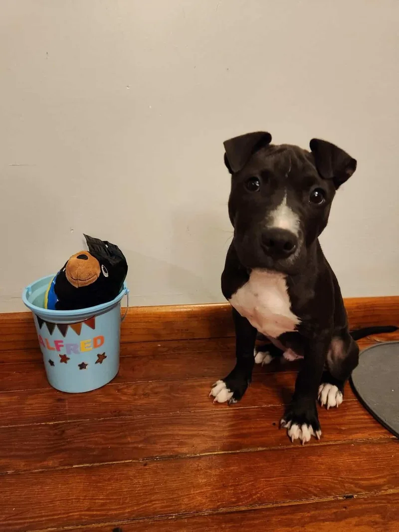 A baby medium-sized male Black Pit Bull Terrier dog named Alfred for adoption in Oceanport, NJ