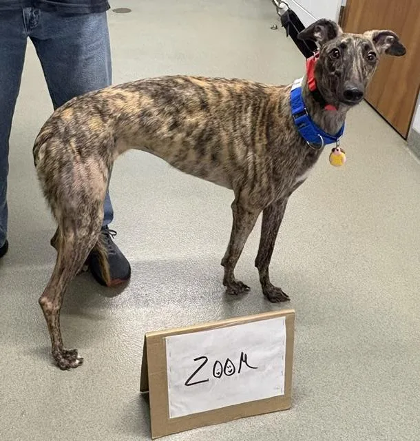 A young large-sized female Greyhound dog named Jsp Wicked Zoom for adoption in Tarpon Springs, FL