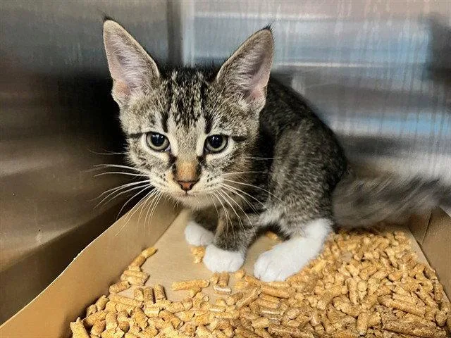 A baby small-sized male Brown / Chocolate Domestic Short Hair cat named Dale for adoption in Tavares, FL