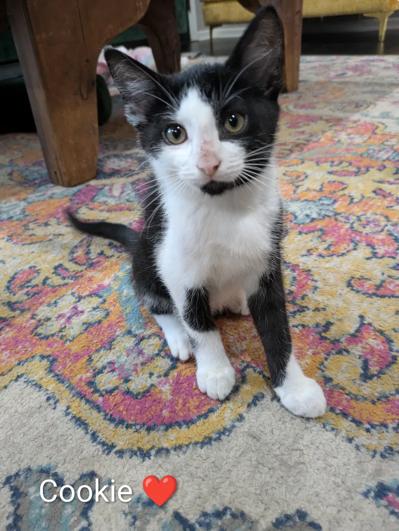 A baby medium-sized female Black & White / Tuxedo Domestic Short Hair cat named Cookie for adoption in Battle Creek, MI