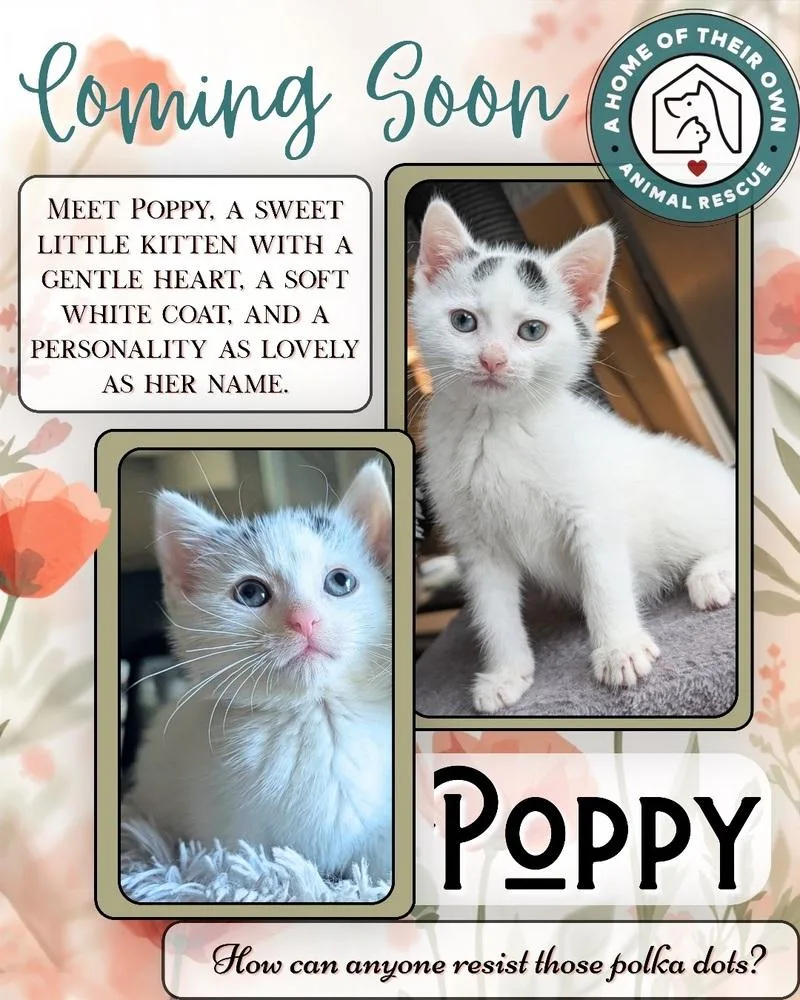 Poppy thumbnail 3
