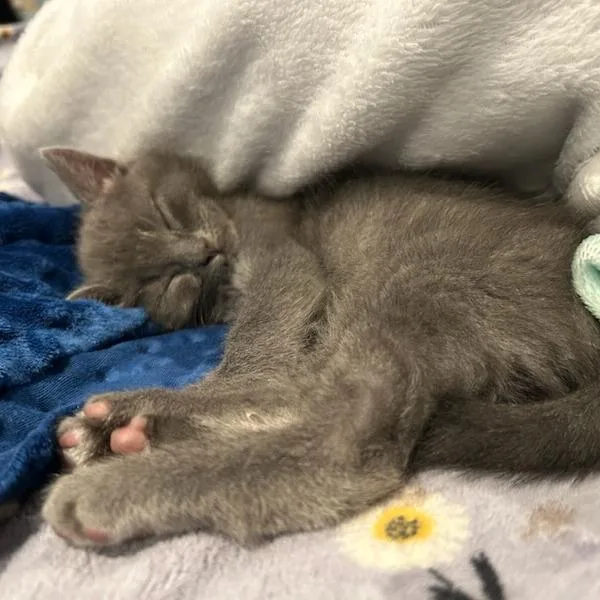 A baby small-sized female Gray / Blue / Silver Domestic Short Hair cat named Funnel Cake for adoption in Houston, TX