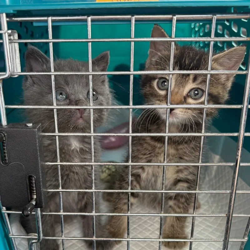 Funnel Cake thumbnail 2