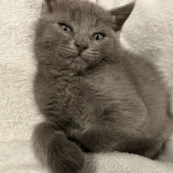 Funnel Cake thumbnail 3