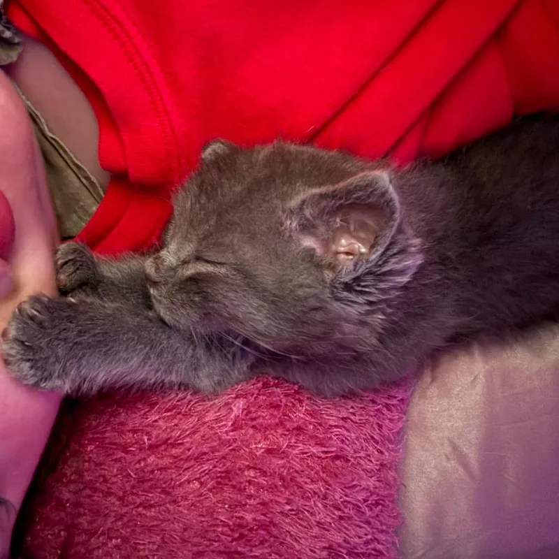 Funnel Cake thumbnail 4