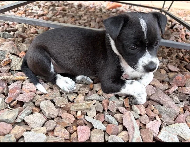 A baby small-sized female Terrier dog named Shirley Desert for adoption in Anthem, AZ
