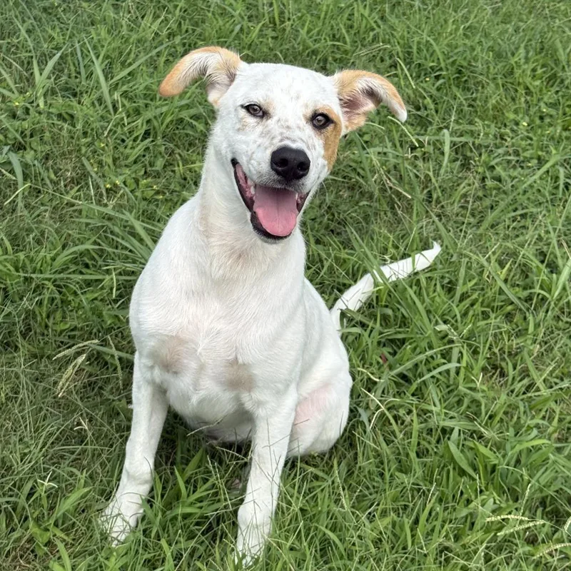 A baby medium-sized male Shepherd dog named Smokey for adoption in Brenham, TX