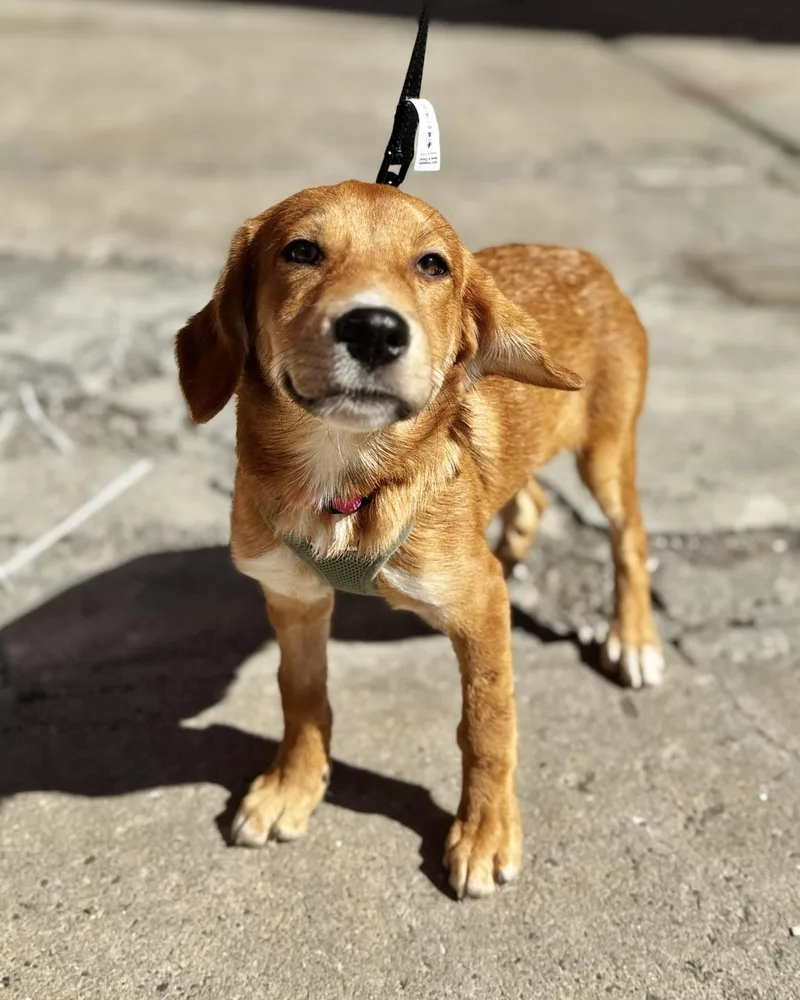 A baby medium-sized female Labrador Retriever dog named Resist for adoption in New York, NY