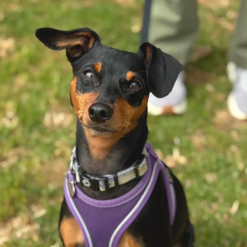 An adult small-sized female Miniature Pinscher dog named Fiona for adoption in San Francisco, CA