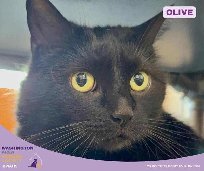 An adult extra large-sized female Black Domestic Short Hair cat named Olive for adoption in Eighty Four, PA