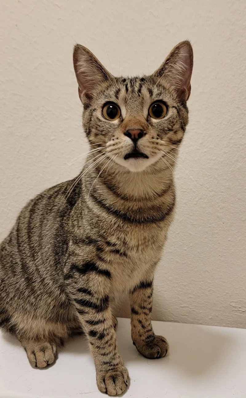 A young medium-sized male Brown / Chocolate Domestic Short Hair cat named Umami for adoption in Houston, TX