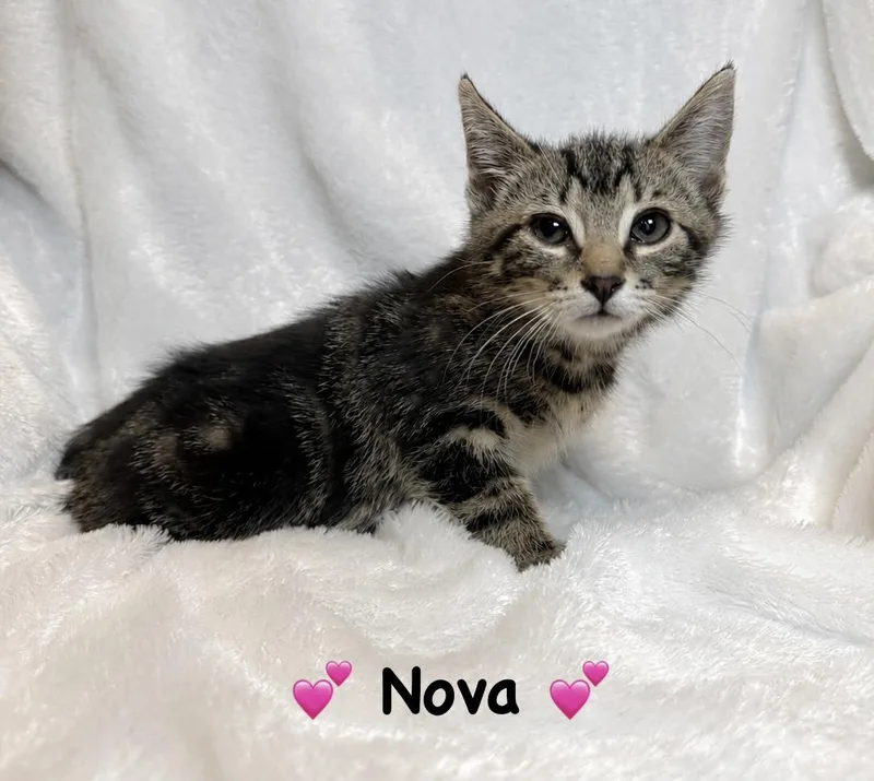 A baby medium-sized female Tabby (Brown / Chocolate) Tabby cat named Nova for adoption in Copley, OH