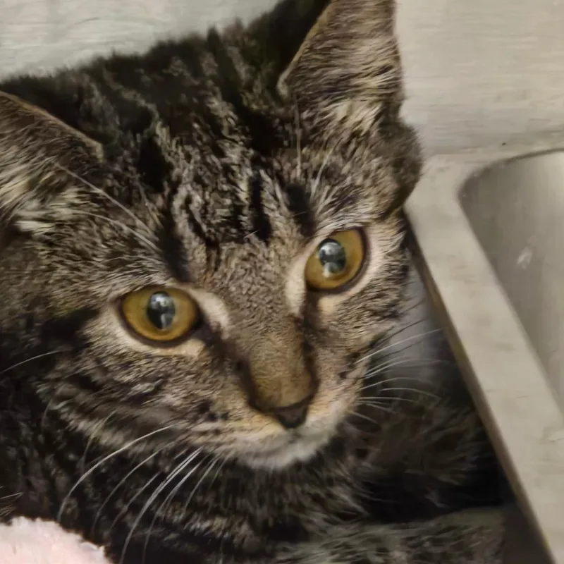 A baby small-sized female Domestic Short Hair cat named Willow for adoption in Carrollton, OH