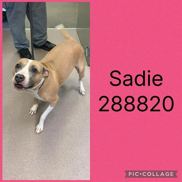 An adult large-sized female Mixed Breed dog named Sadie for adoption in Macon, GA