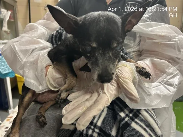 A senior small-sized male Chihuahua dog named Rango for adoption in Ocala, FL