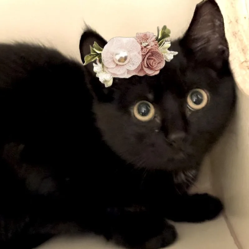 A baby small-sized female Black Domestic Short Hair cat named Morticia for adoption in Sarasota, FL