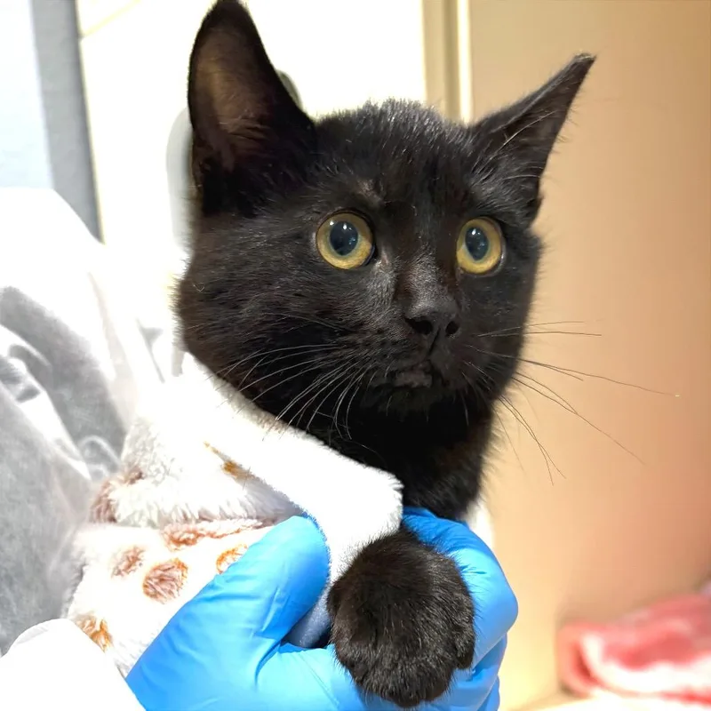 Morticia thumbnail 2