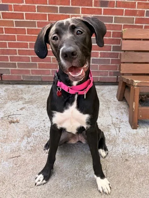 A young medium-sized female Great Dane dog named Angel for adoption in Boston, MA