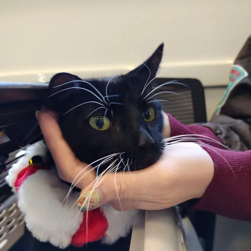 Hail Mary Aka Midnite thumbnail 2