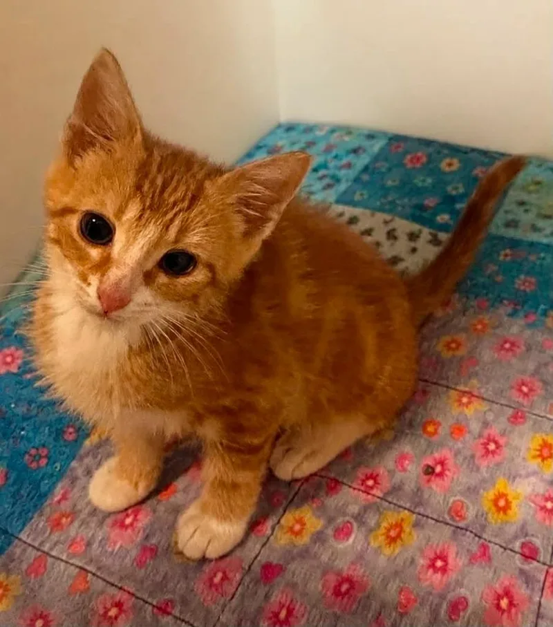 A baby small-sized male Domestic Short Hair cat named George for adoption in Columbia, TN