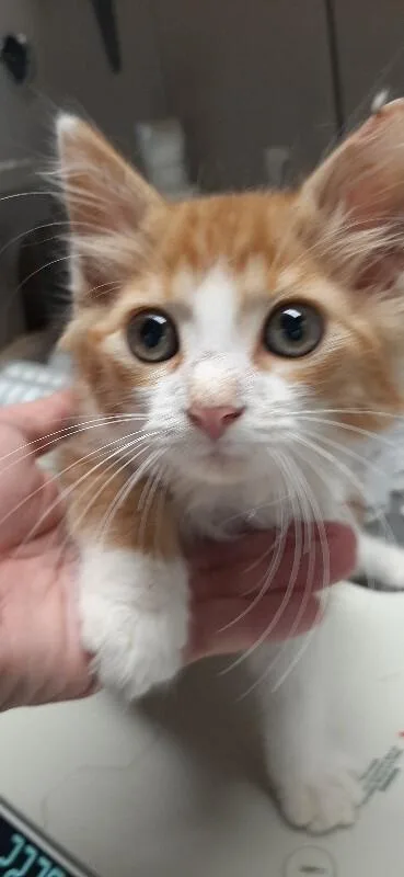 A baby medium-sized male Orange / Red Domestic Long Hair cat named Furrcules for adoption in Georgetown, OH