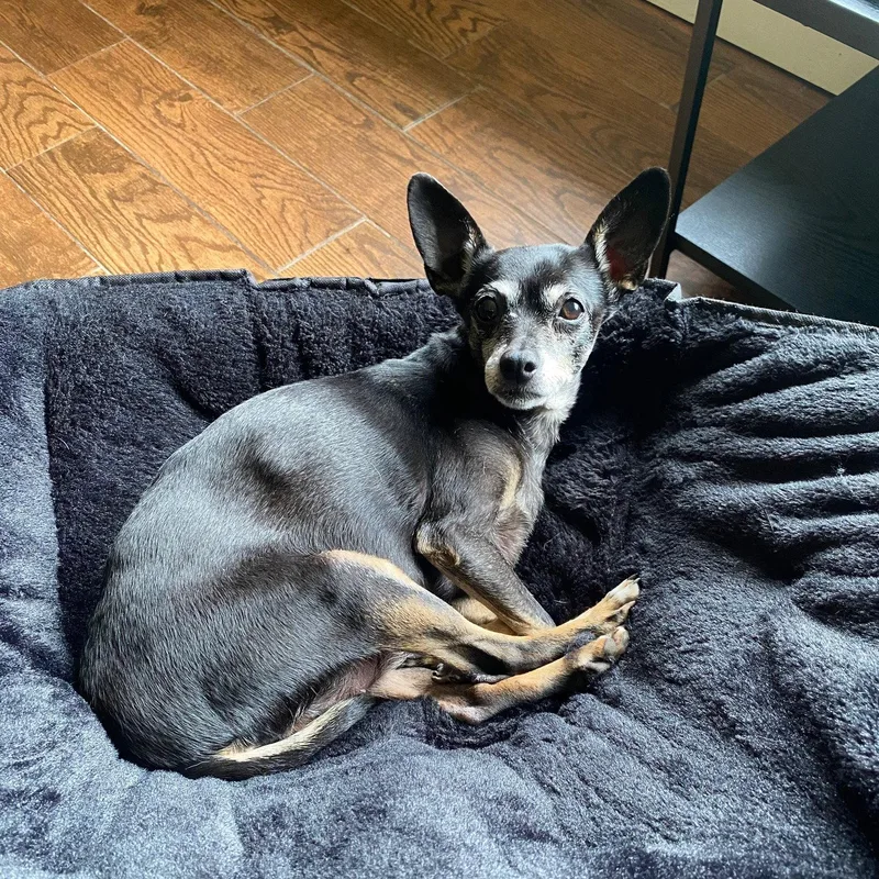 A senior small-sized female Chihuahua dog named Consuela for adoption in Oxford, MI