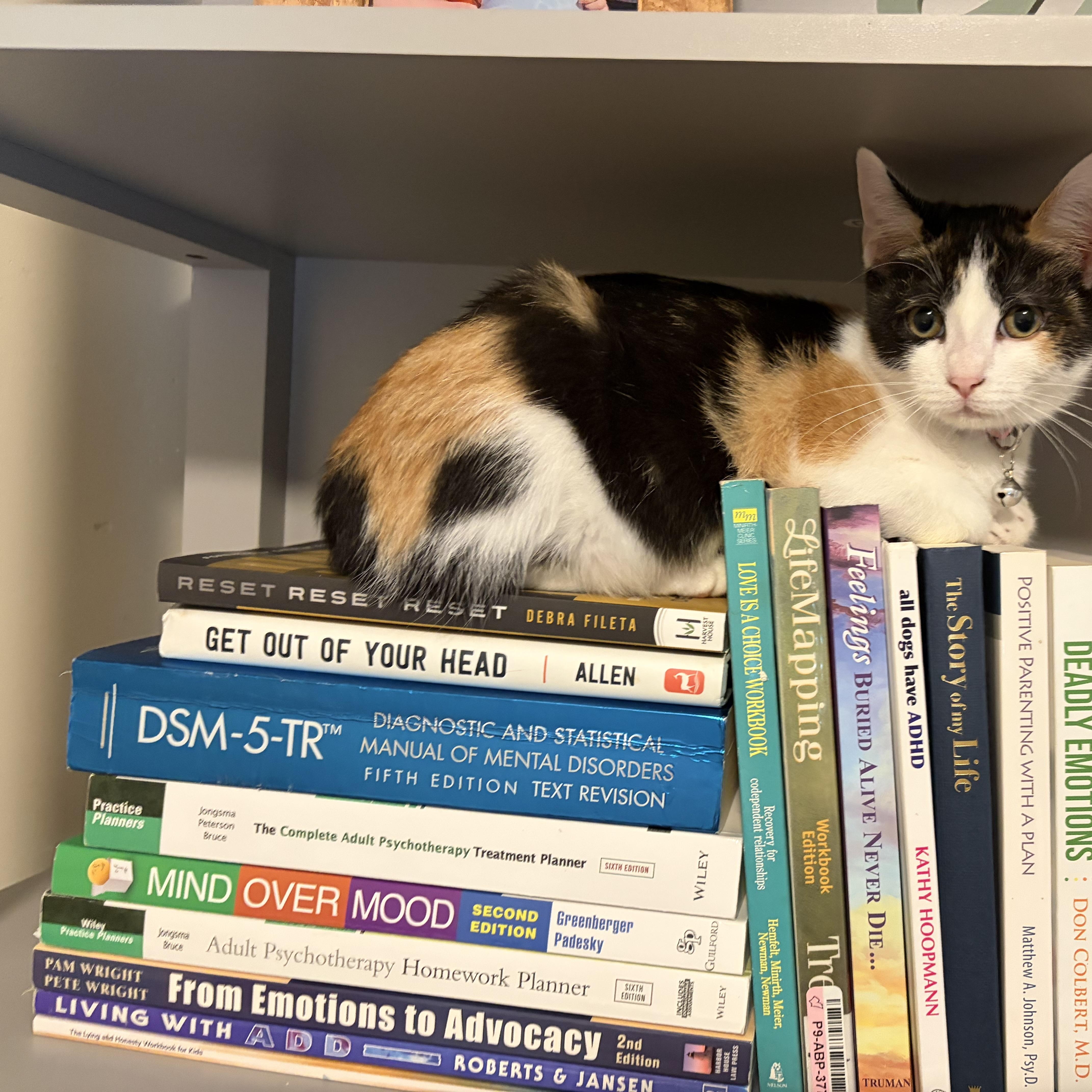 A young medium-sized female Calico Domestic Short Hair cat named Matilda for adoption in Fayetteville, NC
