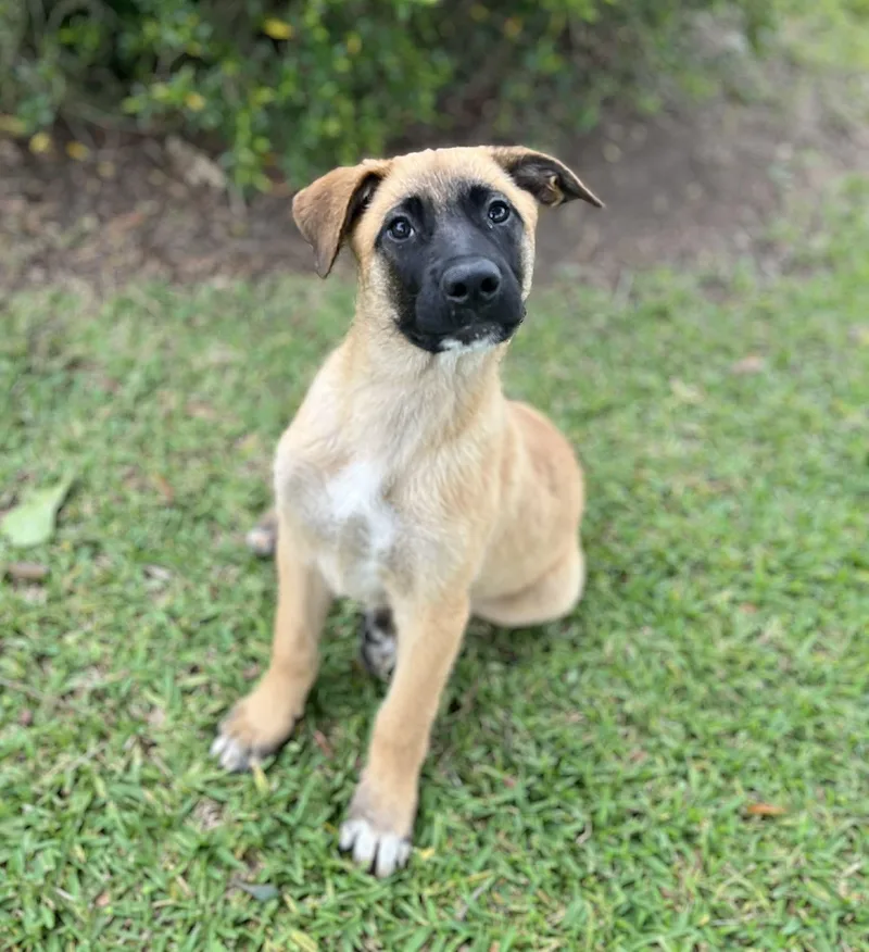 Santos