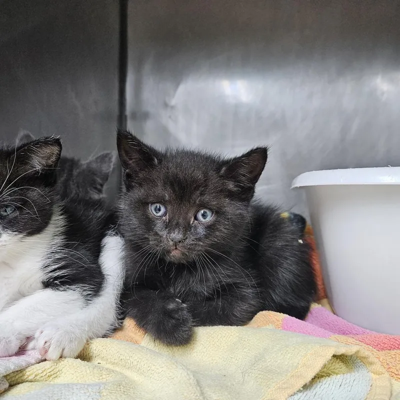A baby small-sized male Black Domestic Short Hair cat named Truffle for adoption in Ridgely, MD
