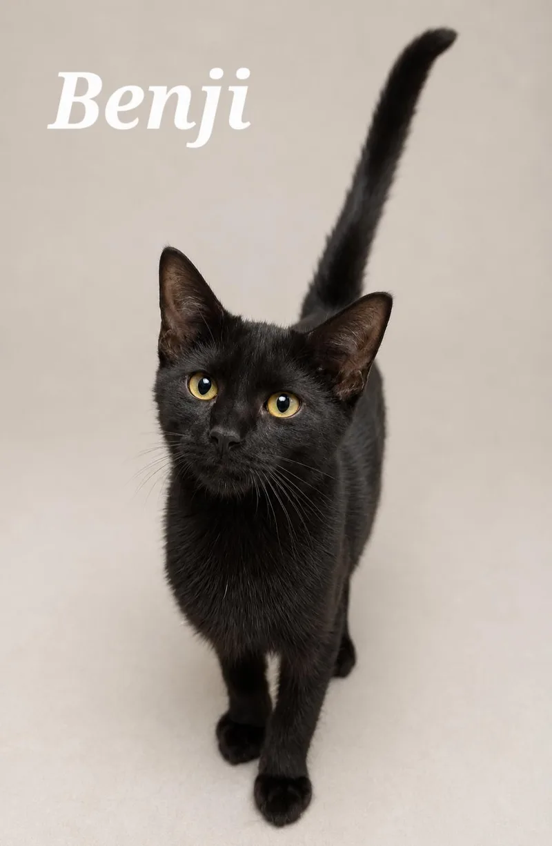 A baby medium-sized male Black Domestic Short Hair cat named Benji for adoption in Monroeville, PA