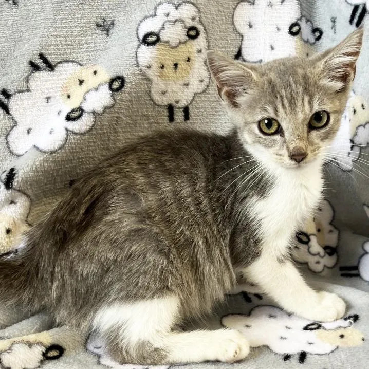 A baby small-sized male Gray / Blue / Silver Domestic Short Hair cat named Barley for adoption in Mount Juliet, TN